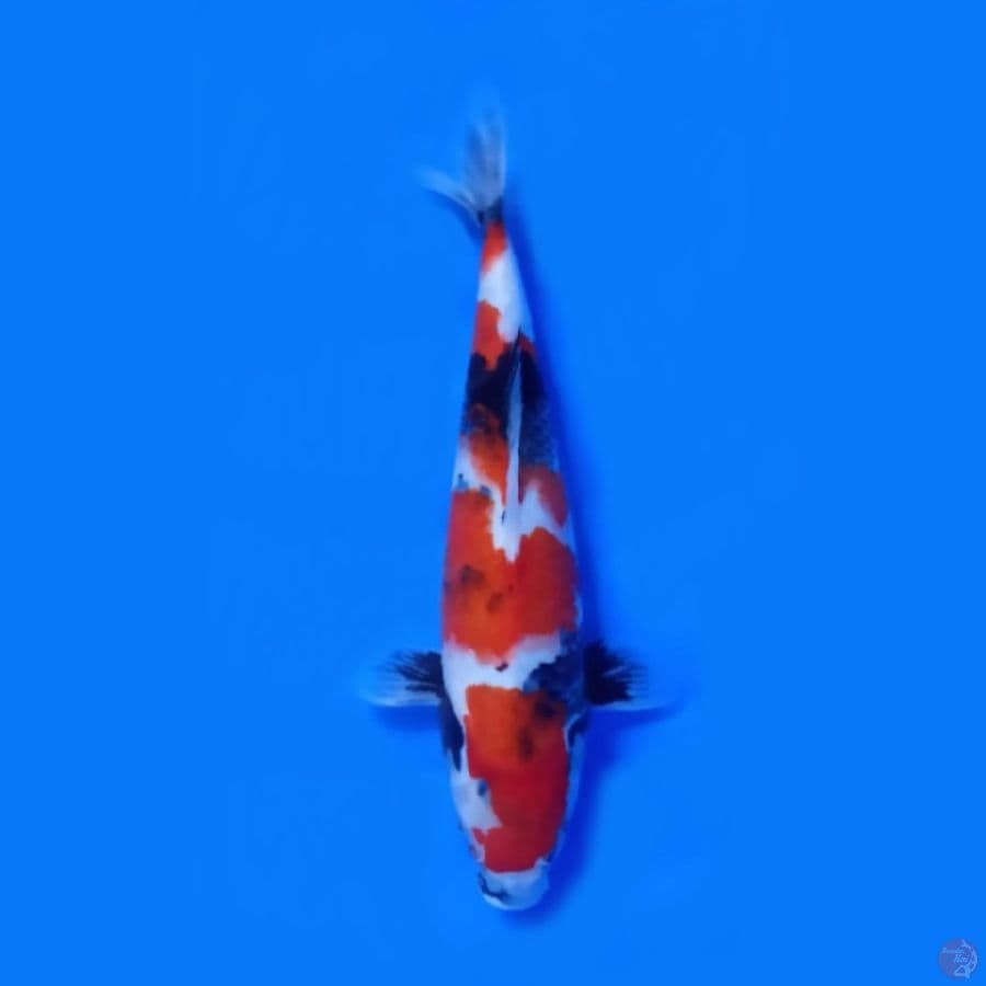 Showa Sansoku 32cm