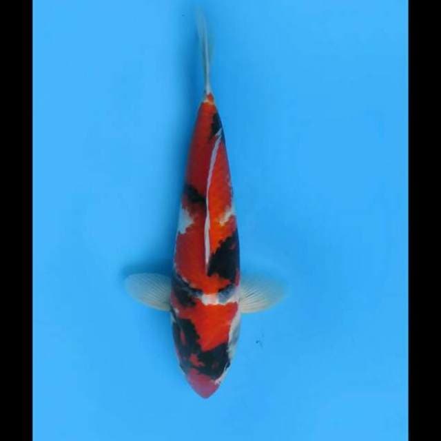 33cm Male - F1 Hi showa Merah