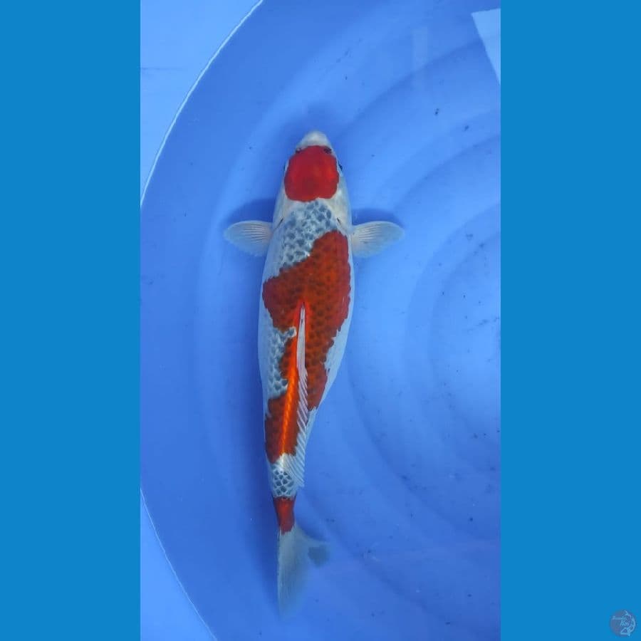 Goshiki 40cm