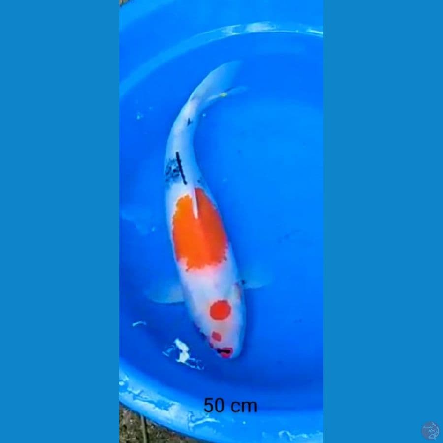 Maruten showa F 50 cm