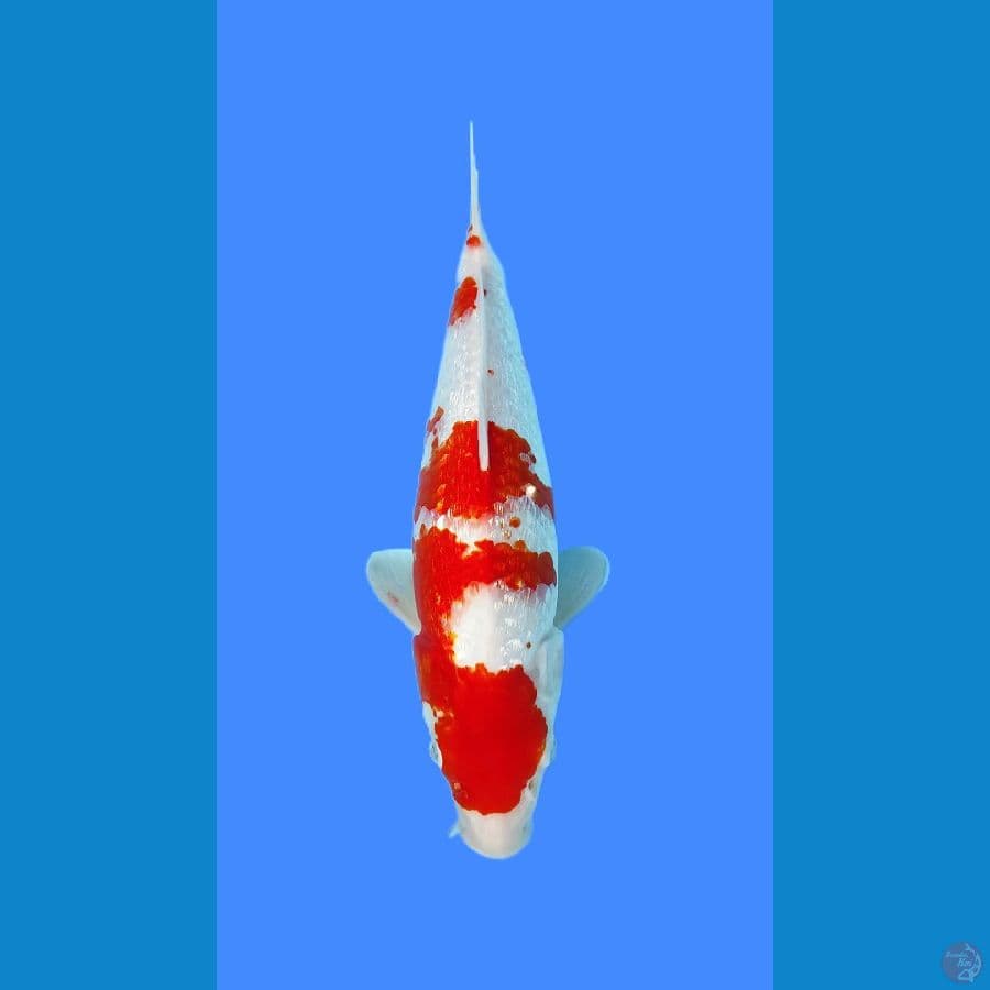 KOHAKU GINRIN 32CM