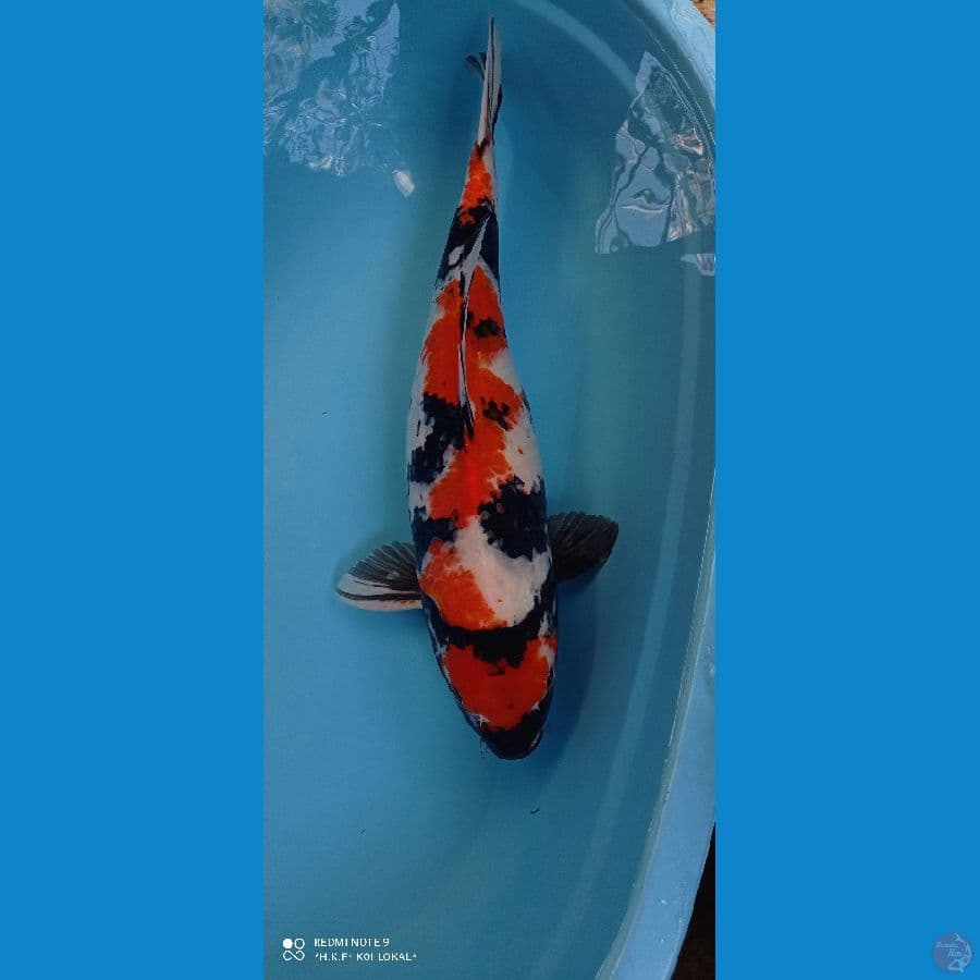 showa 60 cm female