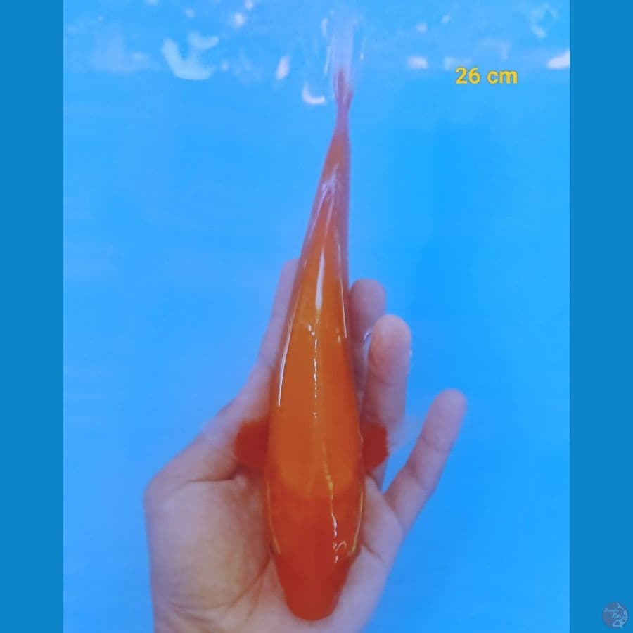 Akahajiro | 26cm | Male