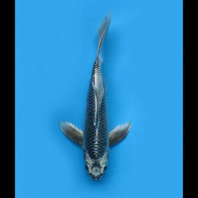 40cm Male - Kumpay Matsuba Antik