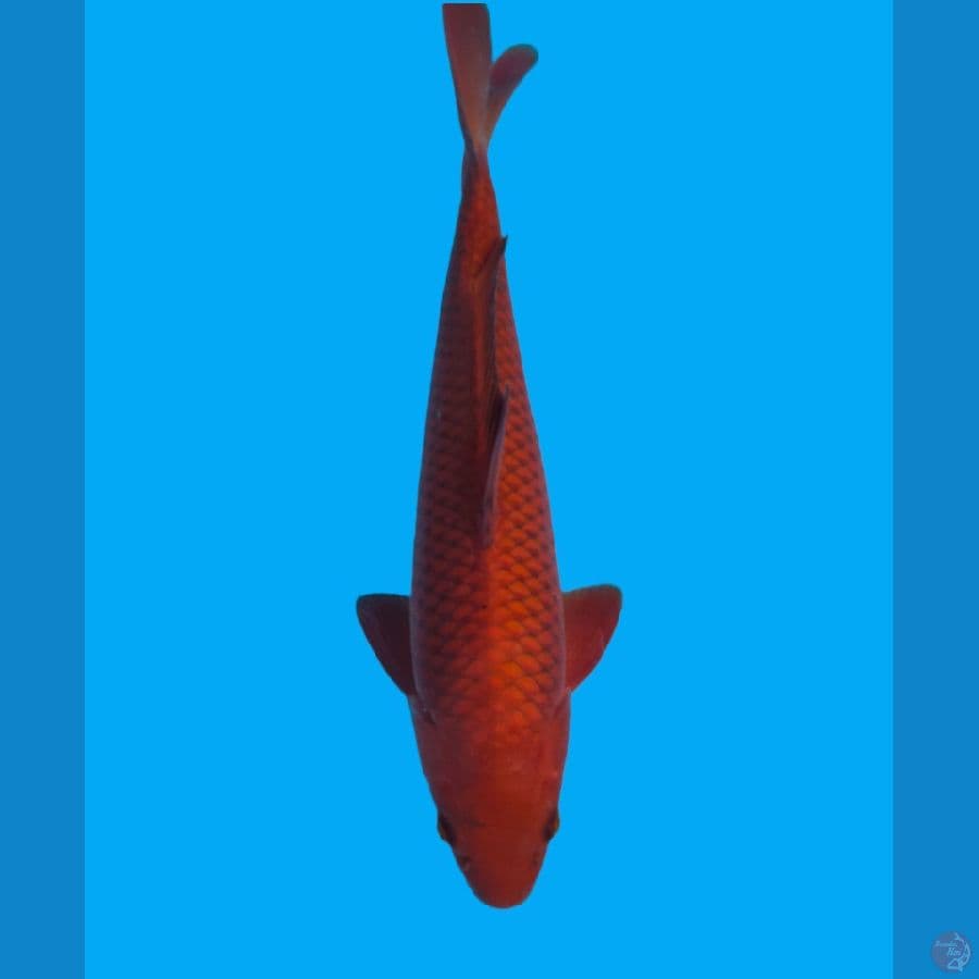 Chagoi Tembaga 40cm