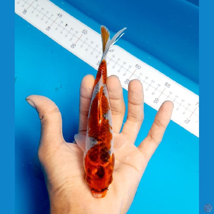 Ghosiki 20cm