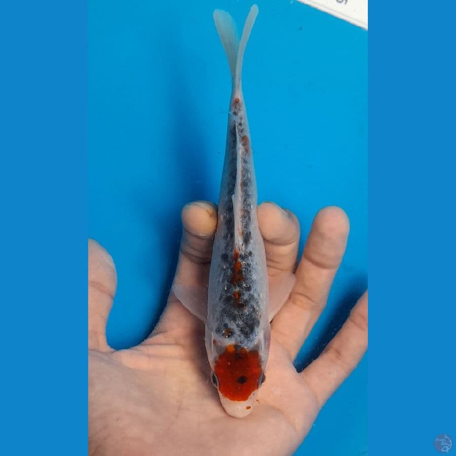 tancho ghosiki 15cm