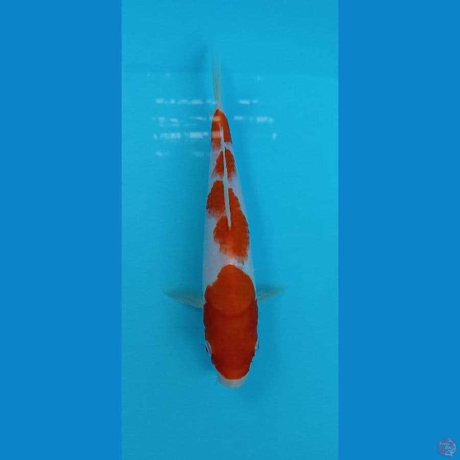 kohaku 24cm