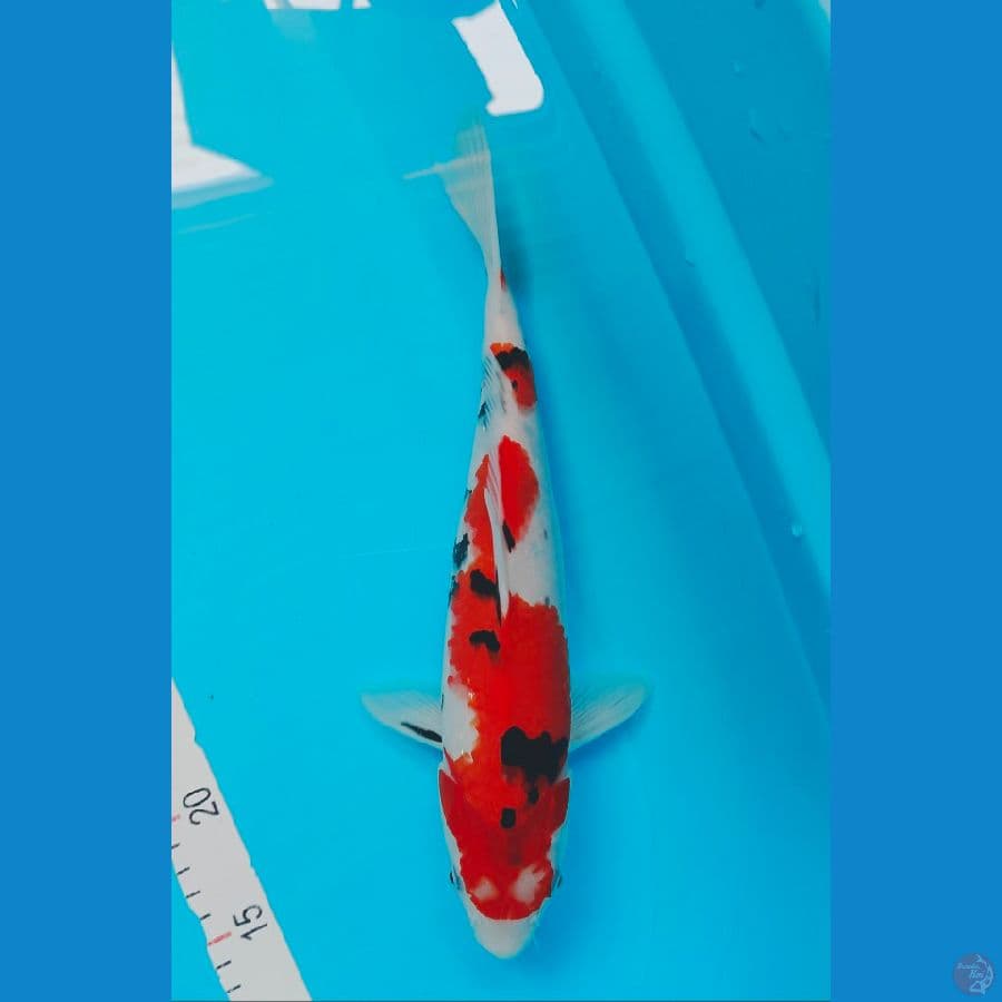 SHOWA 32CM
