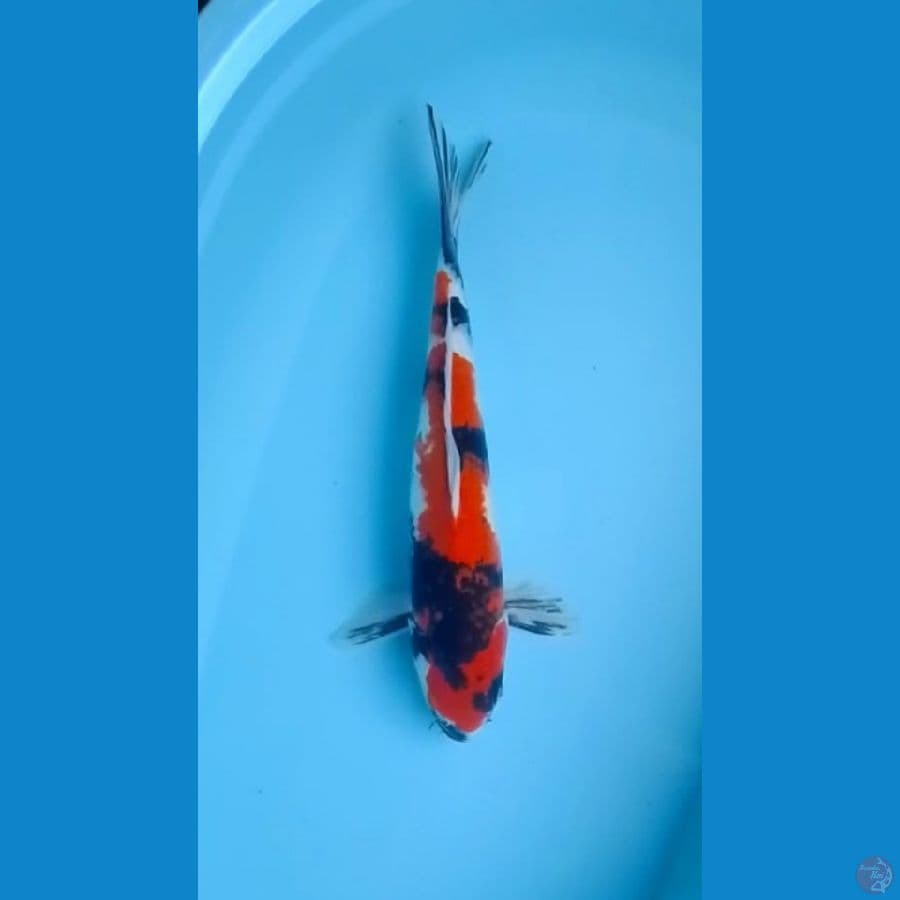 41cm Showa Sanshoku Original