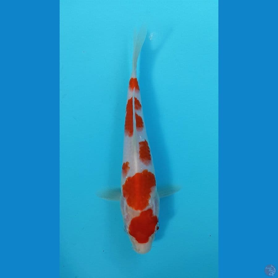 kohaku 23cm