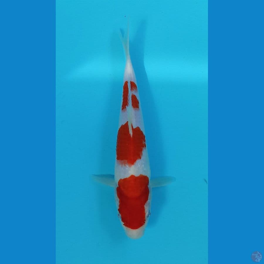 kohaku 23cm