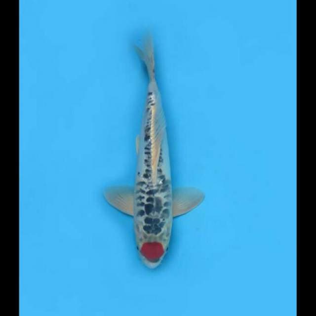 32cm - Red Tancho Antik