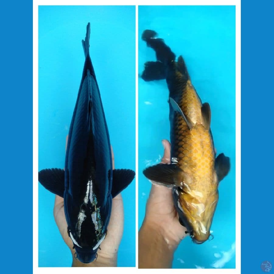 karasu 37cm (male)