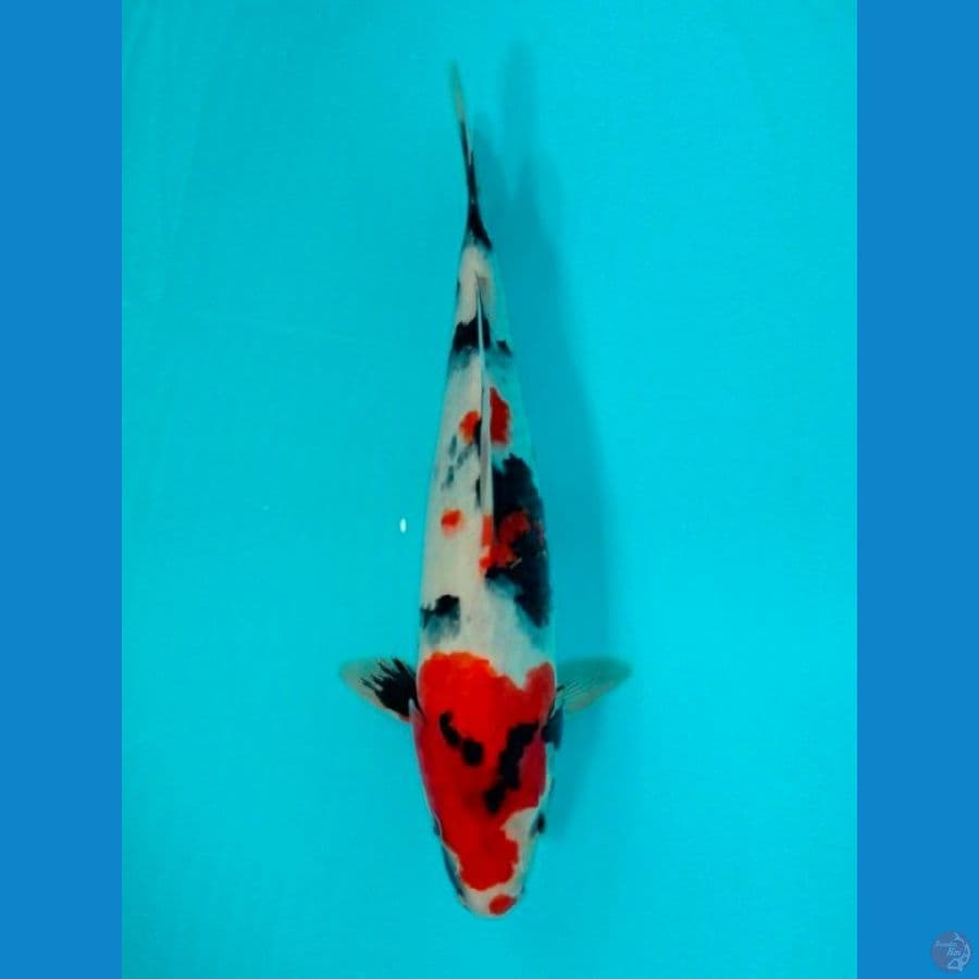 showa 32cm