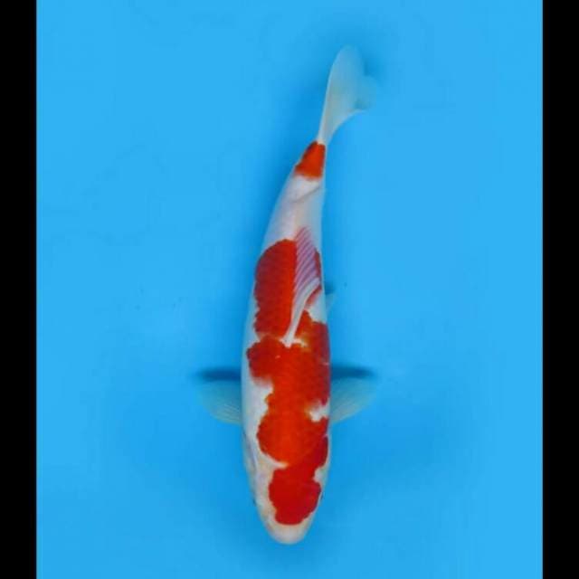 33cm - F1 Kohaku Good Body