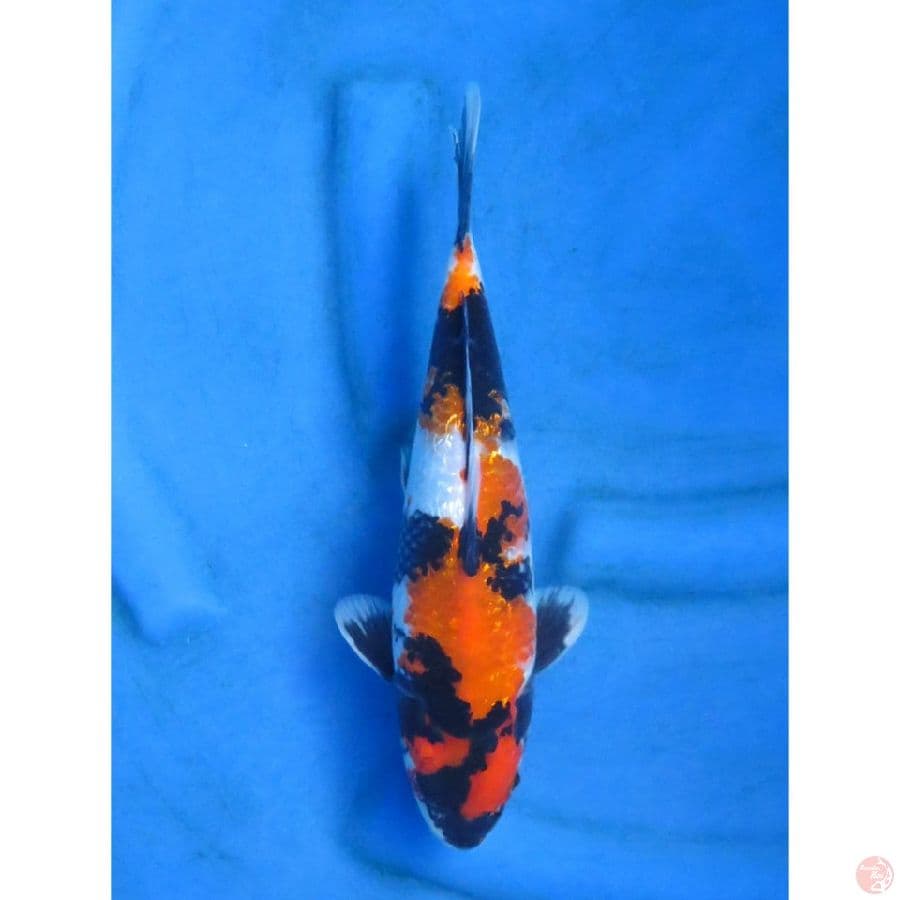 Shogin Petir - 35bu