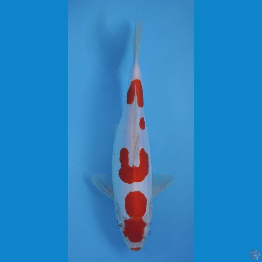KOHAKU DOITSU 32 CM