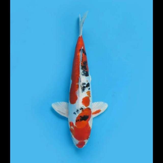 33cm - F1 Hesey Nishiki