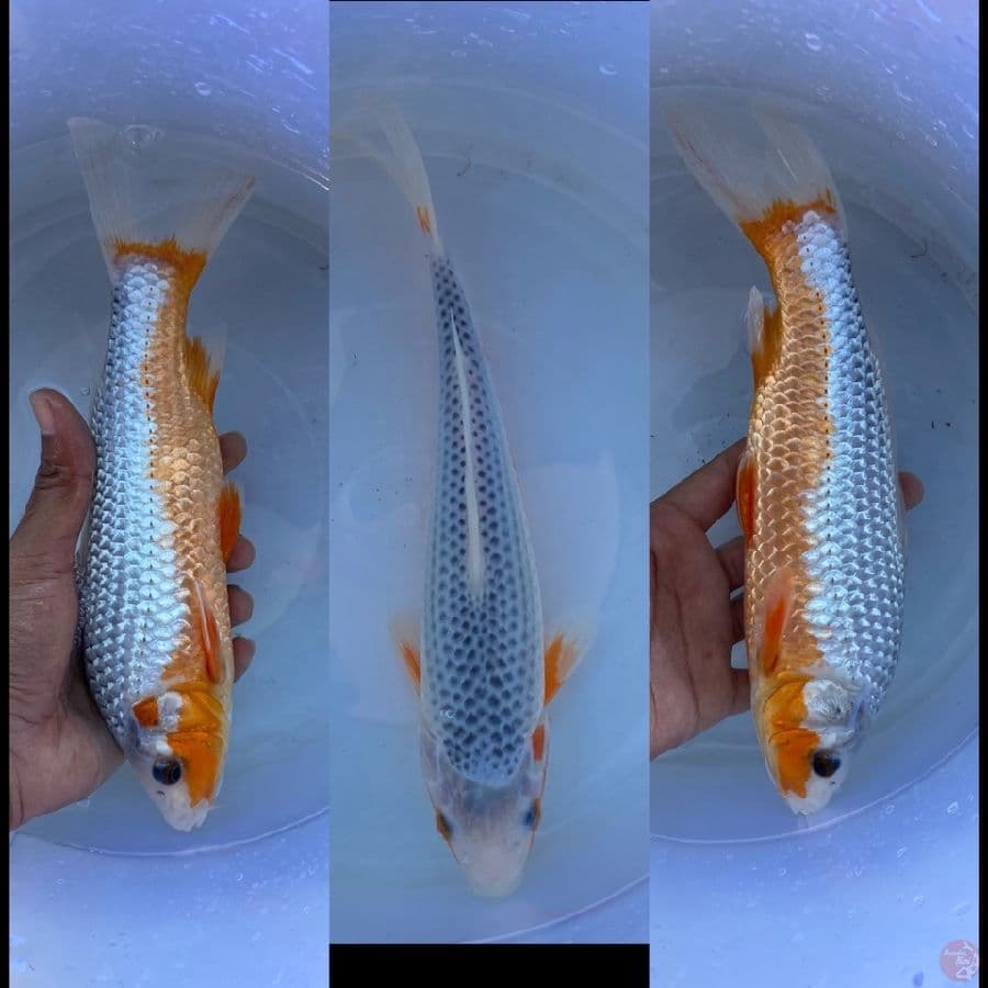asagi ,26cm