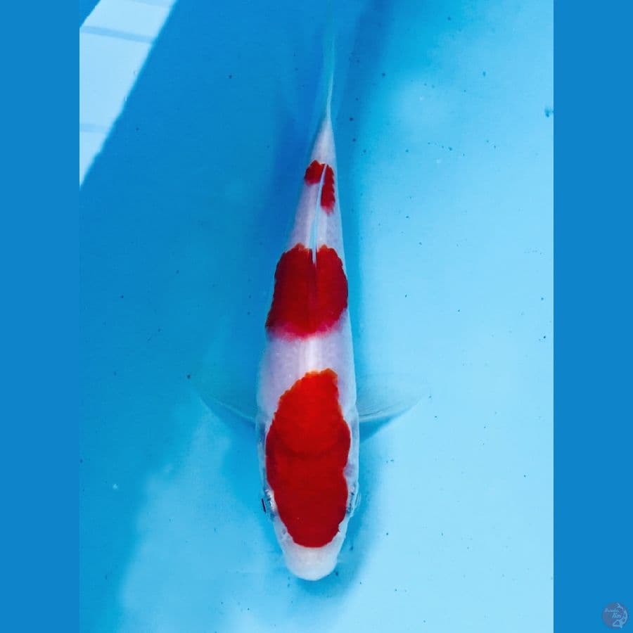 minion kohaku 13 cm