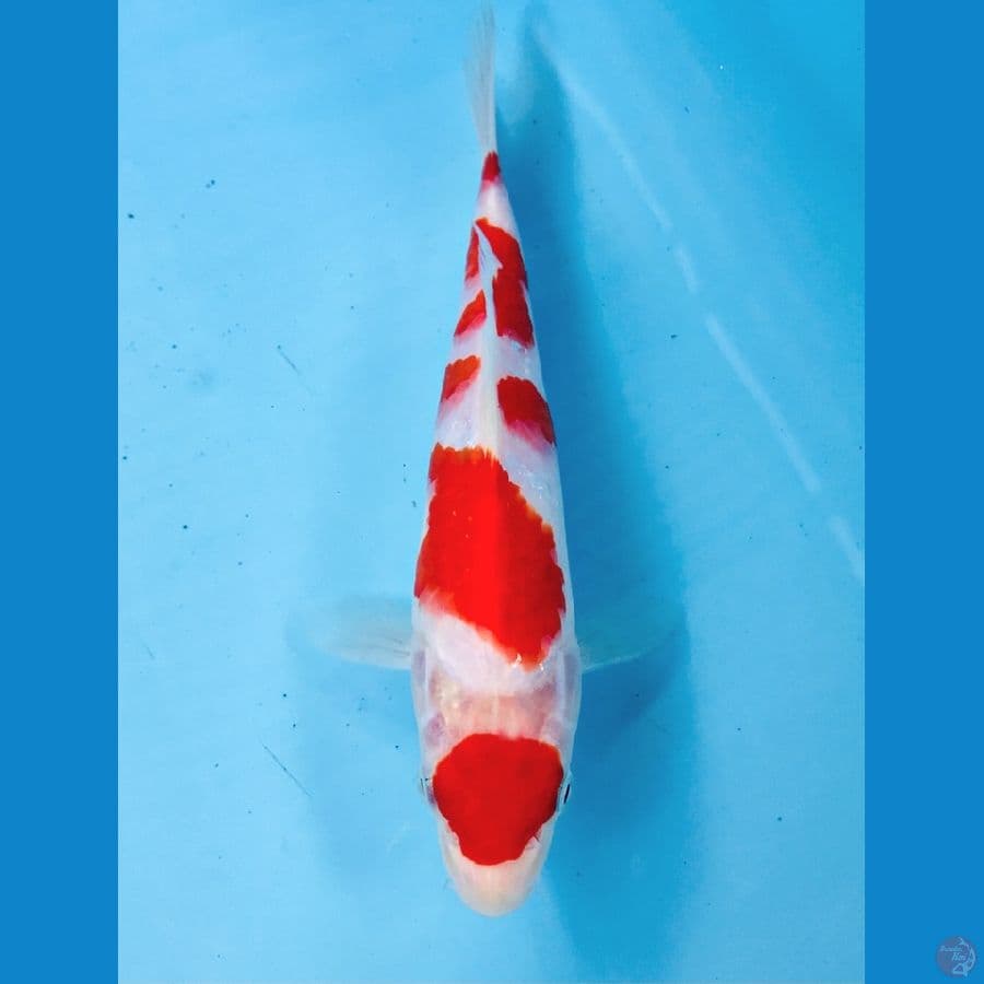 maruten kohaku, 20 cm