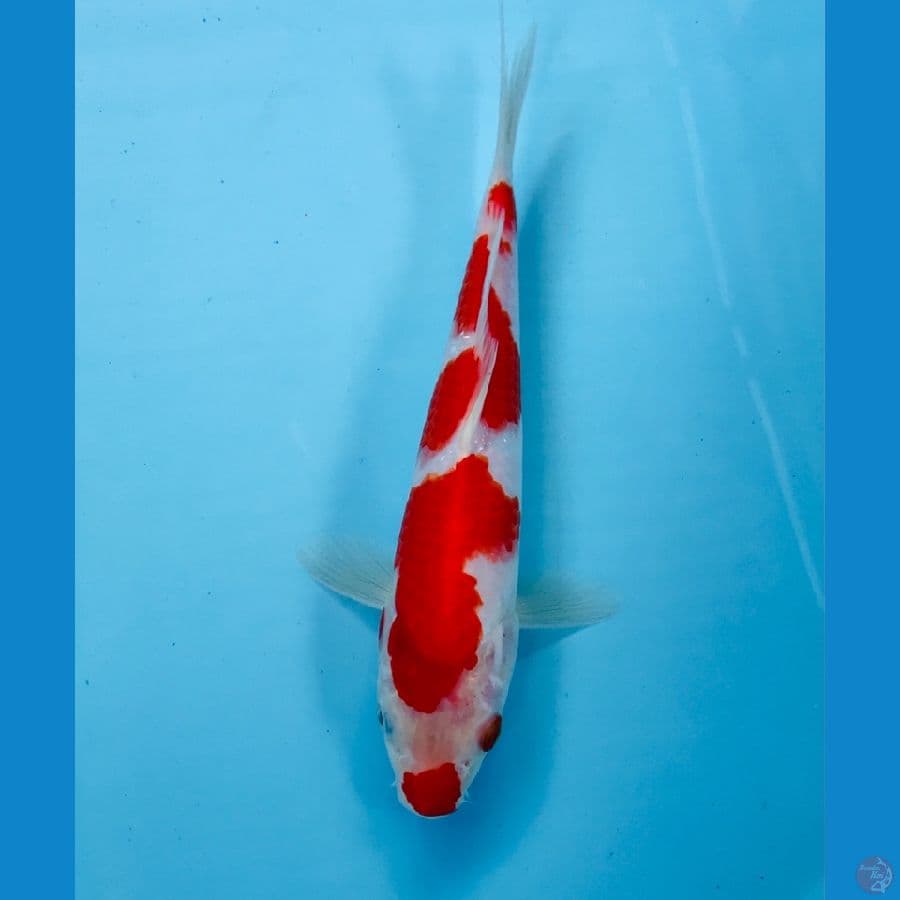 kohaku 21 cm