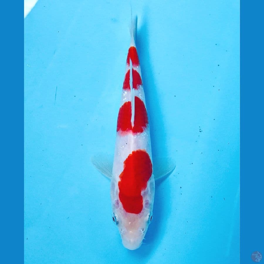 kohaku 20 cm