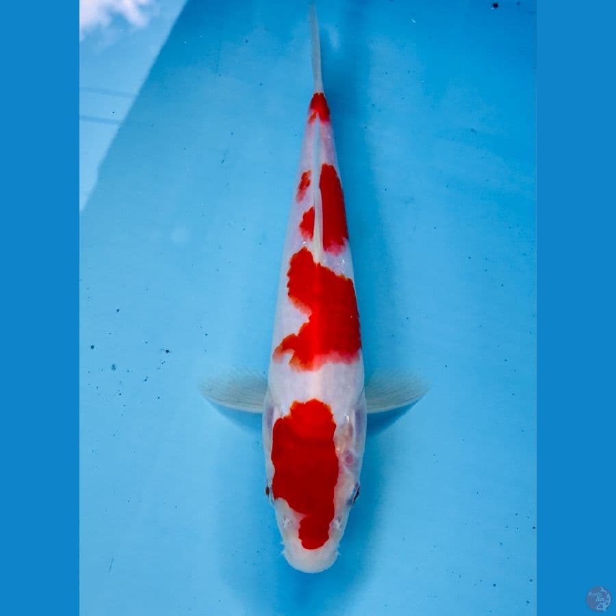 kohaku 23 cm