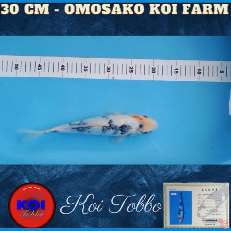 Shiro Ginrin Import Serti