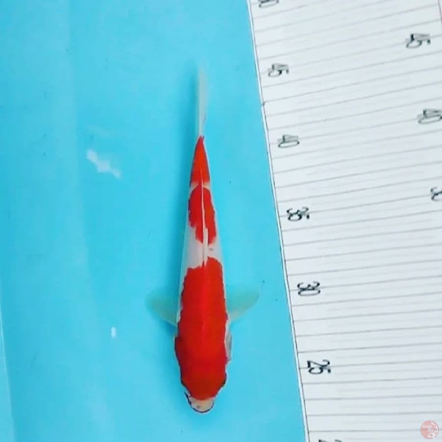 Sandan Kohaku 23