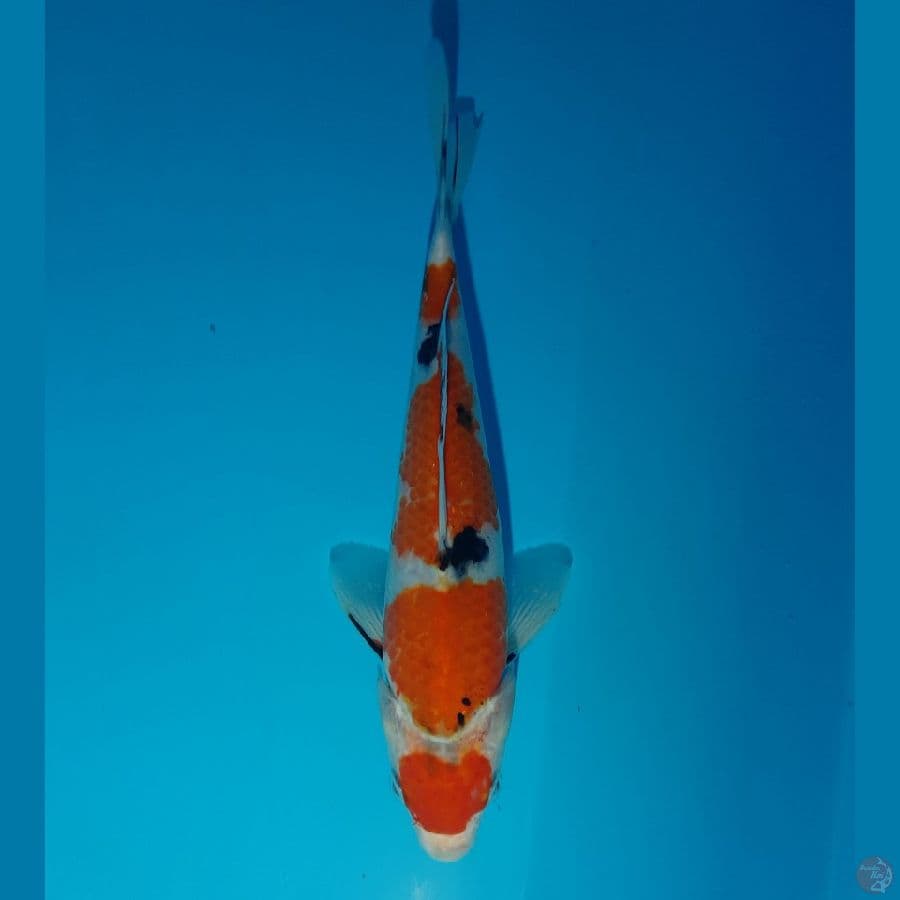 Maruten Sanke (21cm)