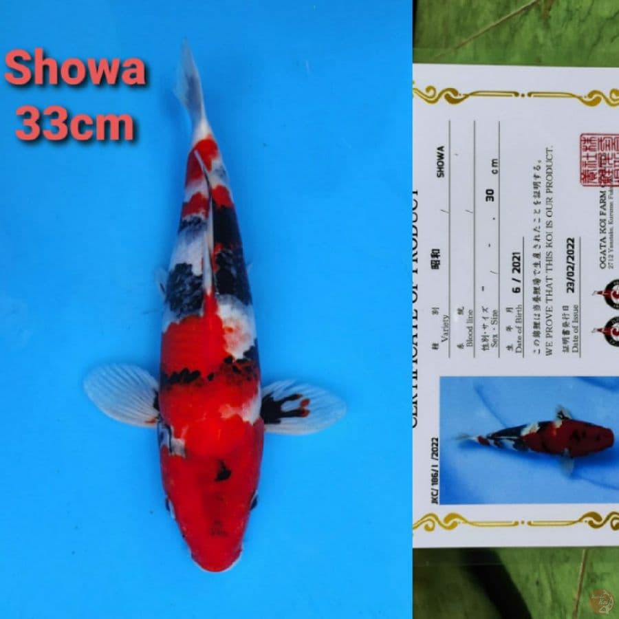 OGATA SHOWA.33CM
