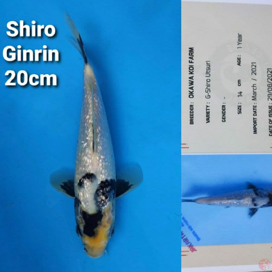 OKAWA SHIRO GINRIN 20CM