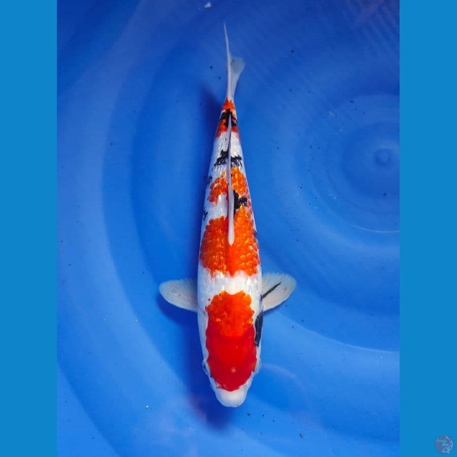 sq sanke ginrin male 30cm