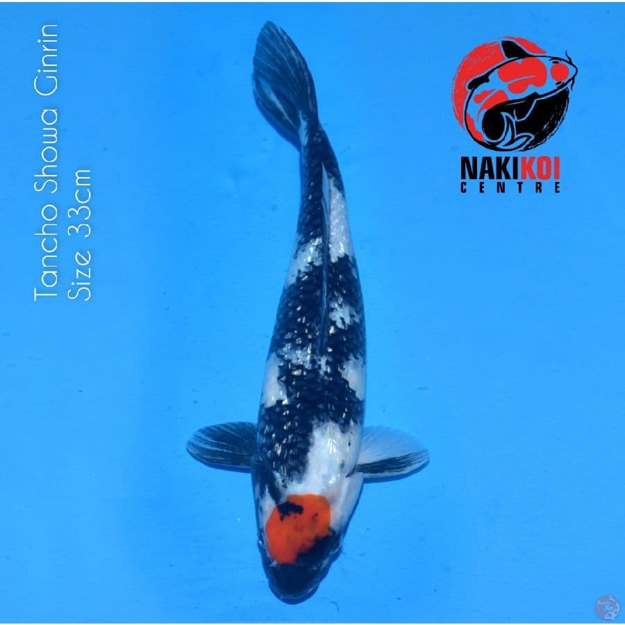 Original Tancho Showa Ginrin 33cm