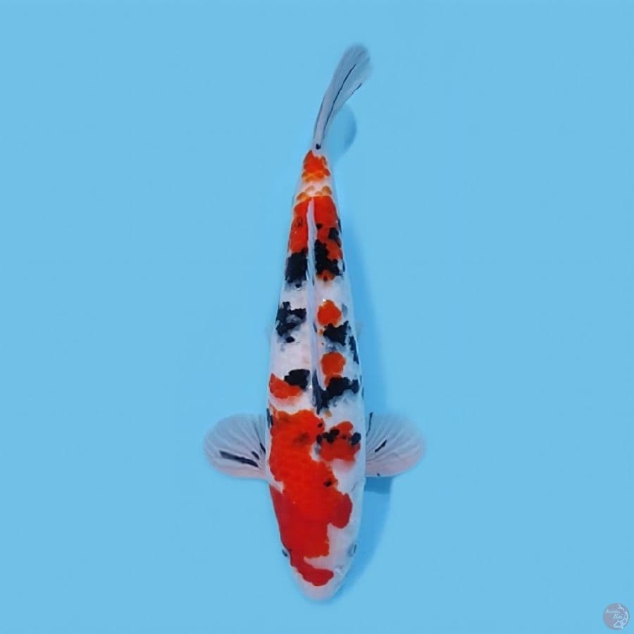 SANKE 33CM - MALE