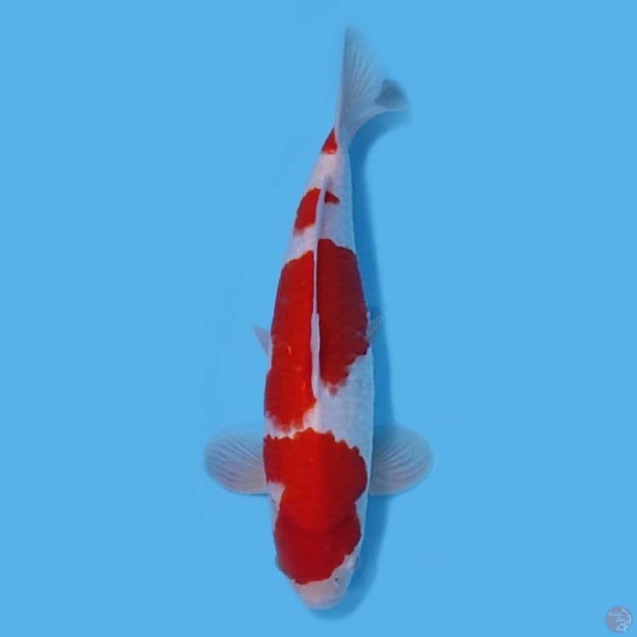 KOHAKU HQ 35CM - FEEMALE