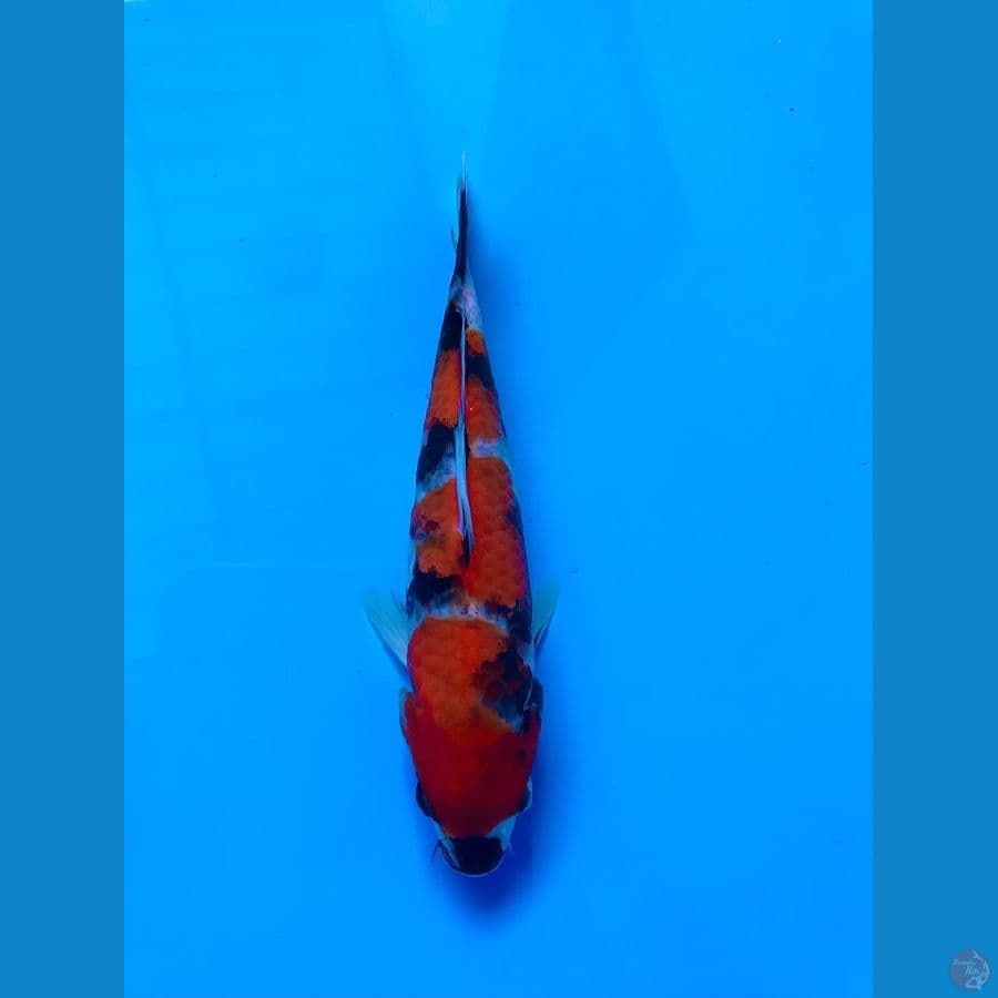showa 18cm