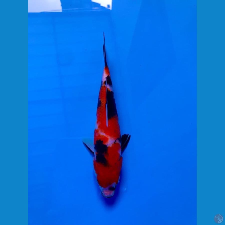 showa 19cm