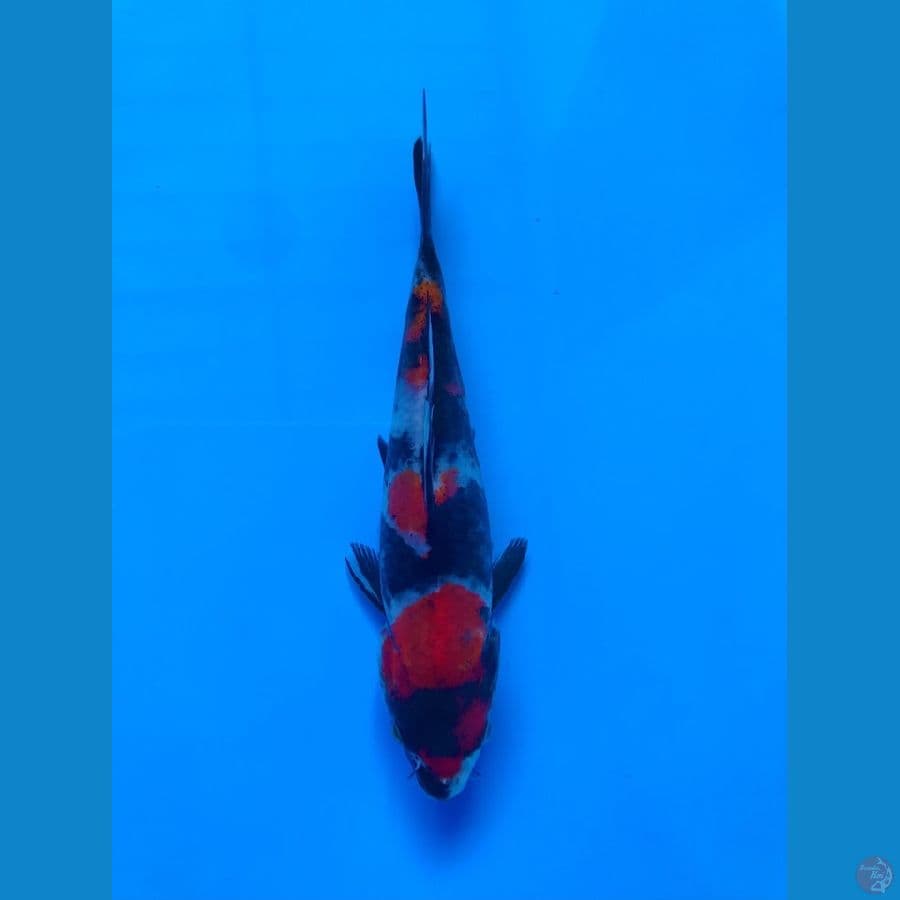 showa 17cm