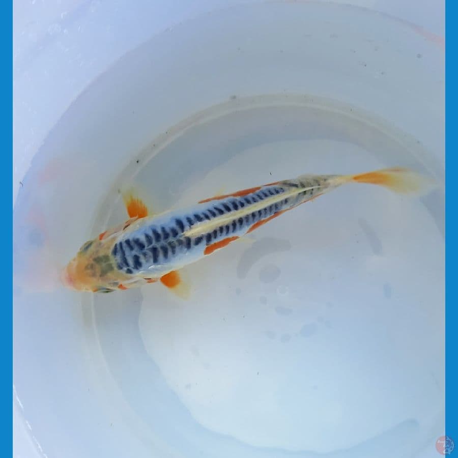 Shusui 21cm