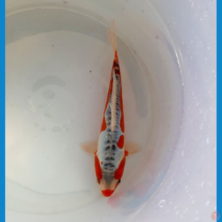 Kuchibeni shusui 19cm