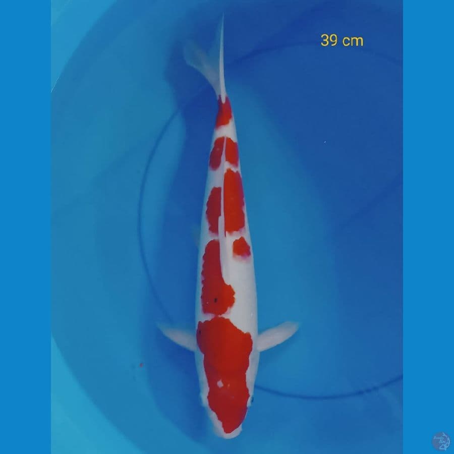 SQ 39CM