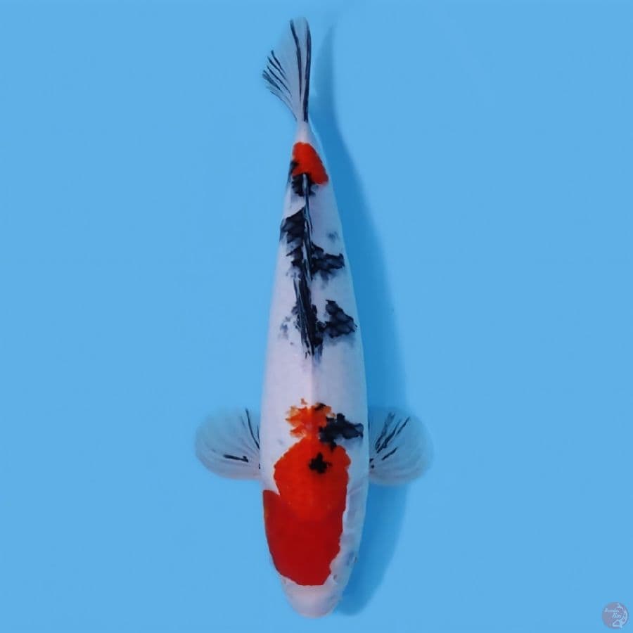 SANKE HQ 41CM - MALE