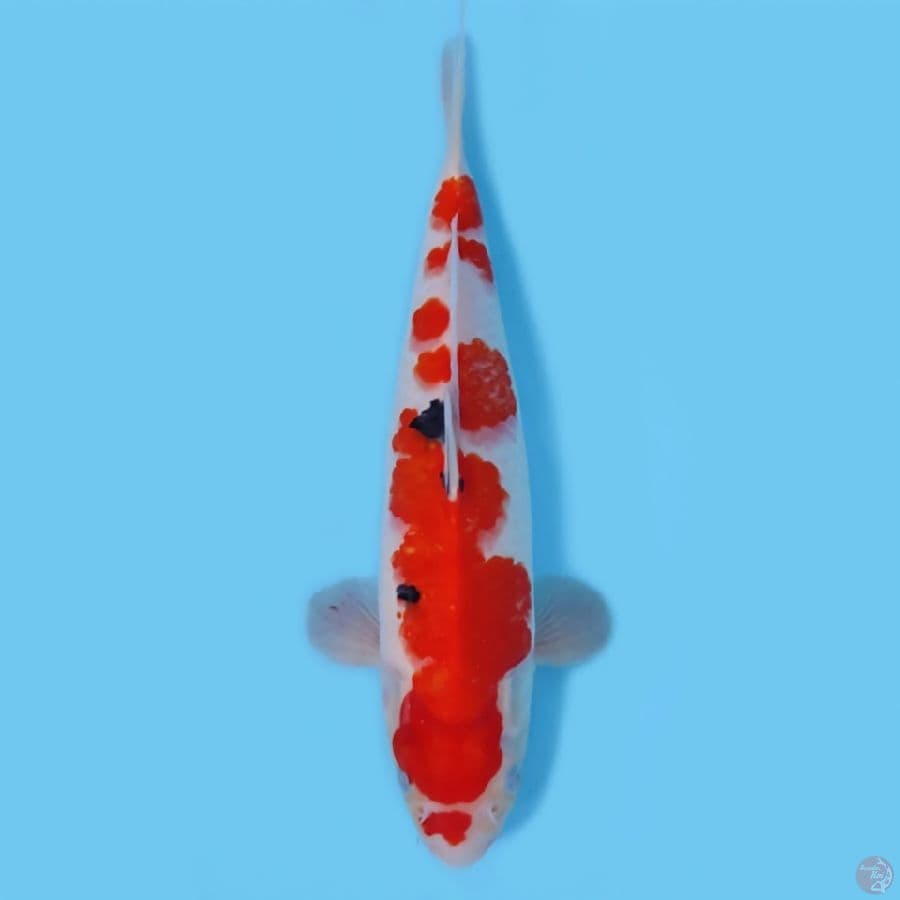 SANKE 35CM - FEEMALE