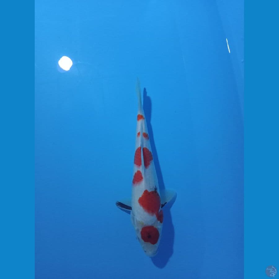 maruten showa tategoi 26cm