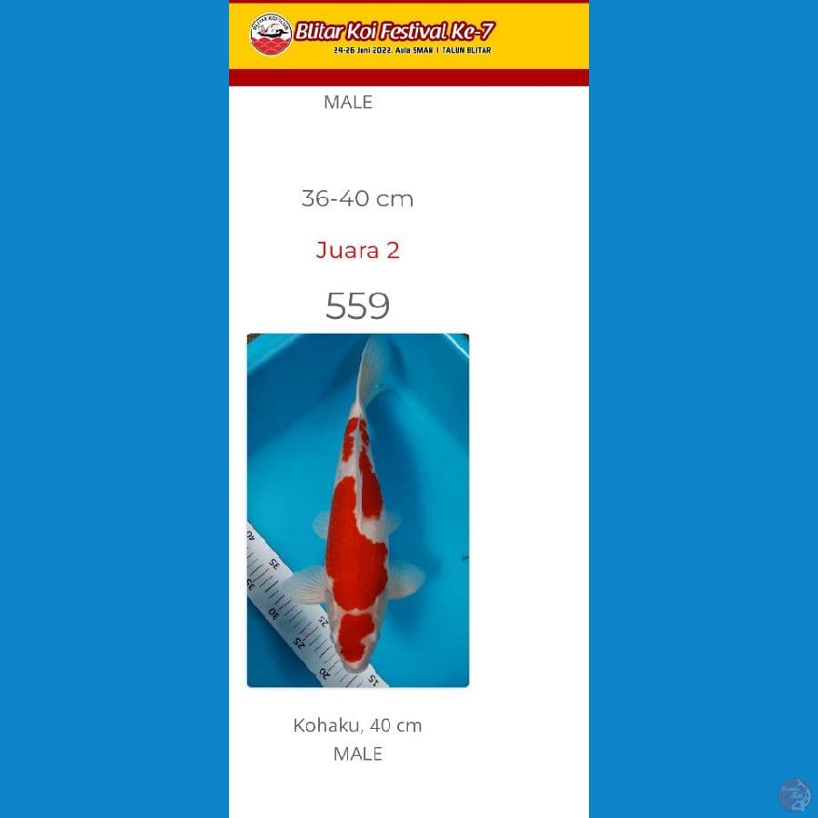 kohaku 40 cm serti 2 koi show blitar
