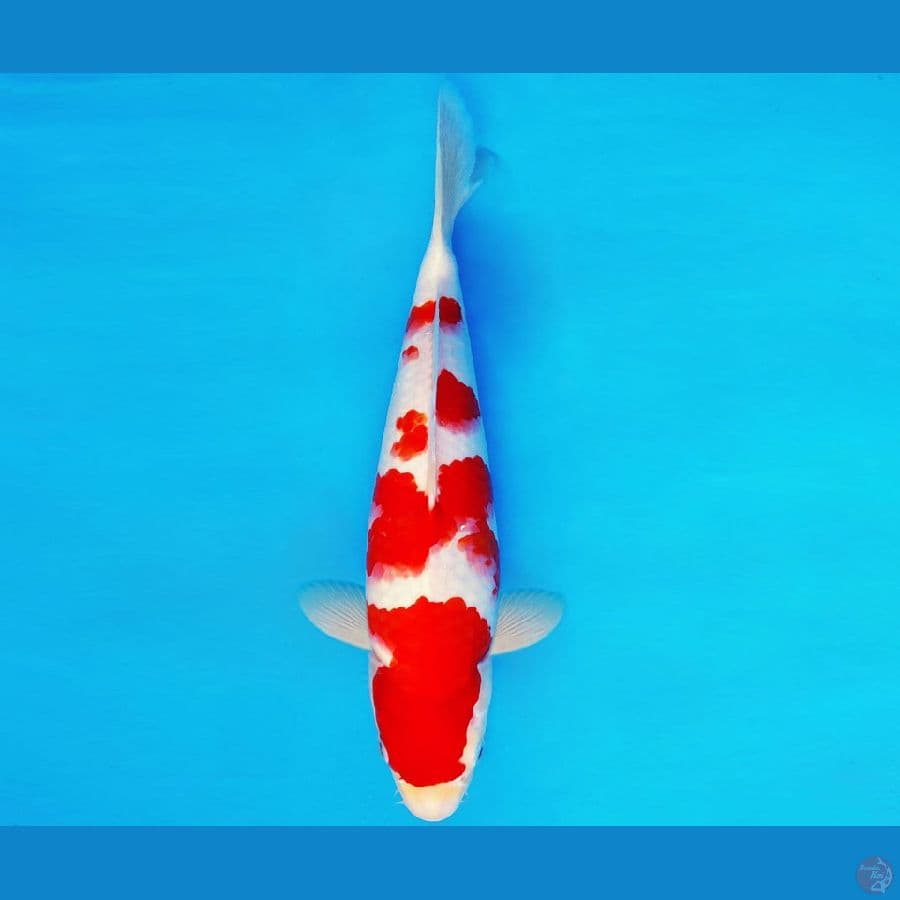 IWOJIMA 6 - KOHAKU 33 cm/male ®