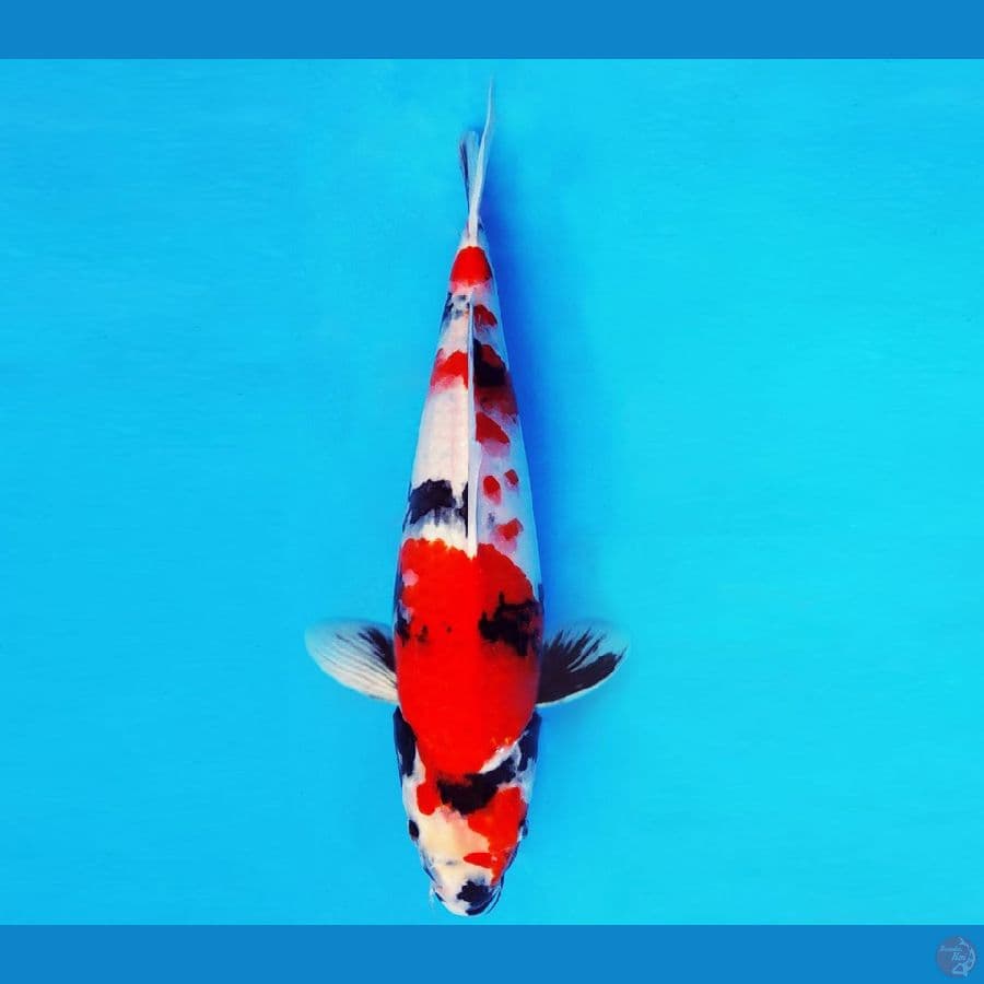 IWOJIMA 8 - SHOWA EVOLUTION 33 cm/male ®